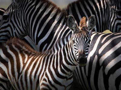 zebras