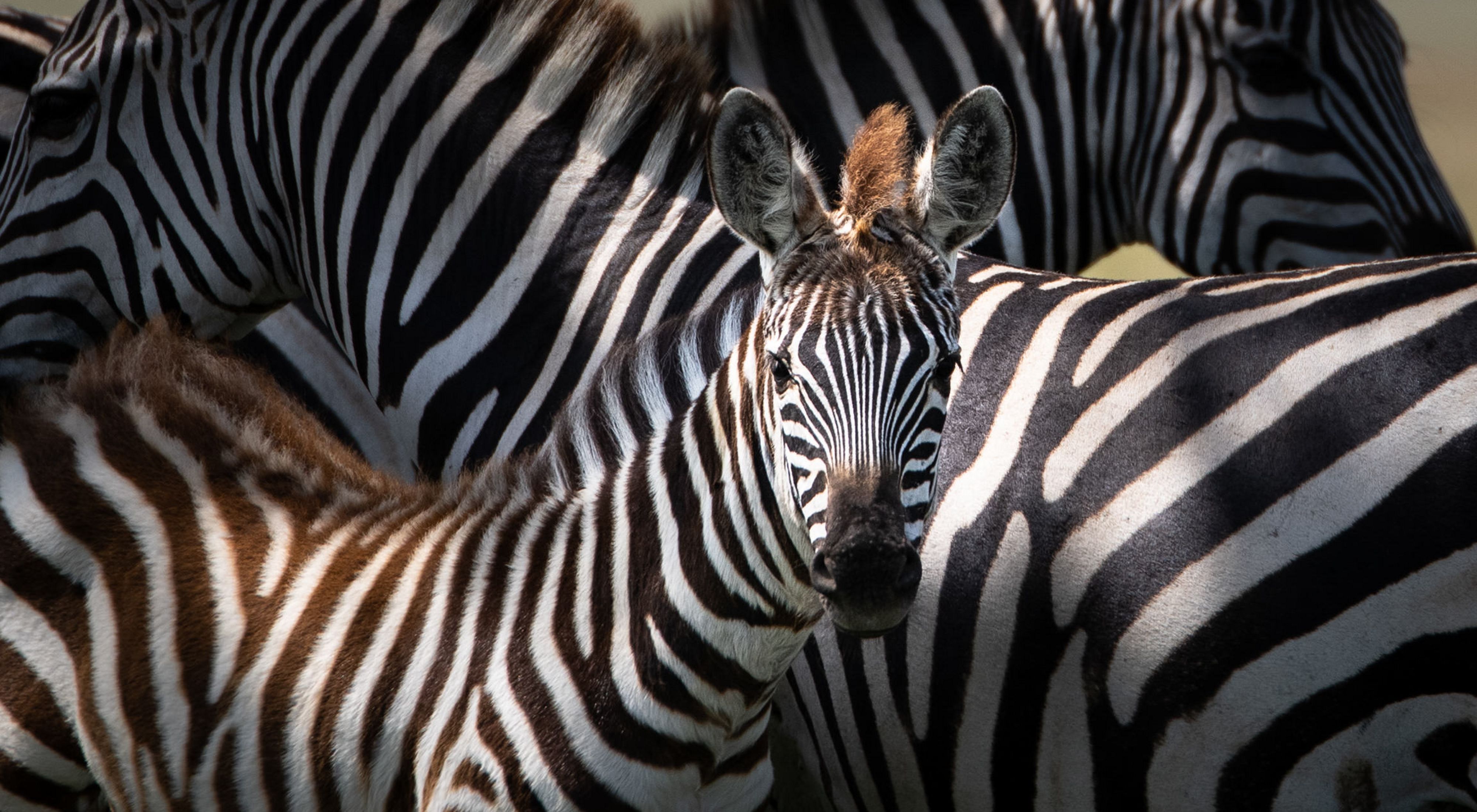 Zebra in the Maasai Mara wildlife conservancy areas in southern Kenya.