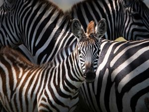 group of zebras