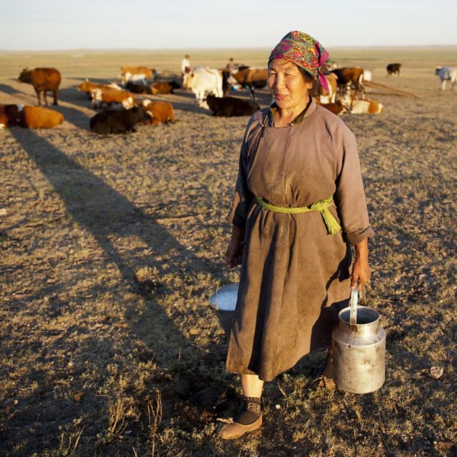 Gajid carries milk during evening chores at their camp on the vast grasslands of Mongolia. 