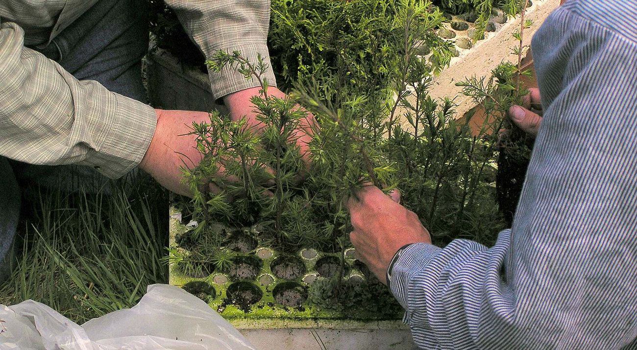 Two people use their hands to organize seedlings.