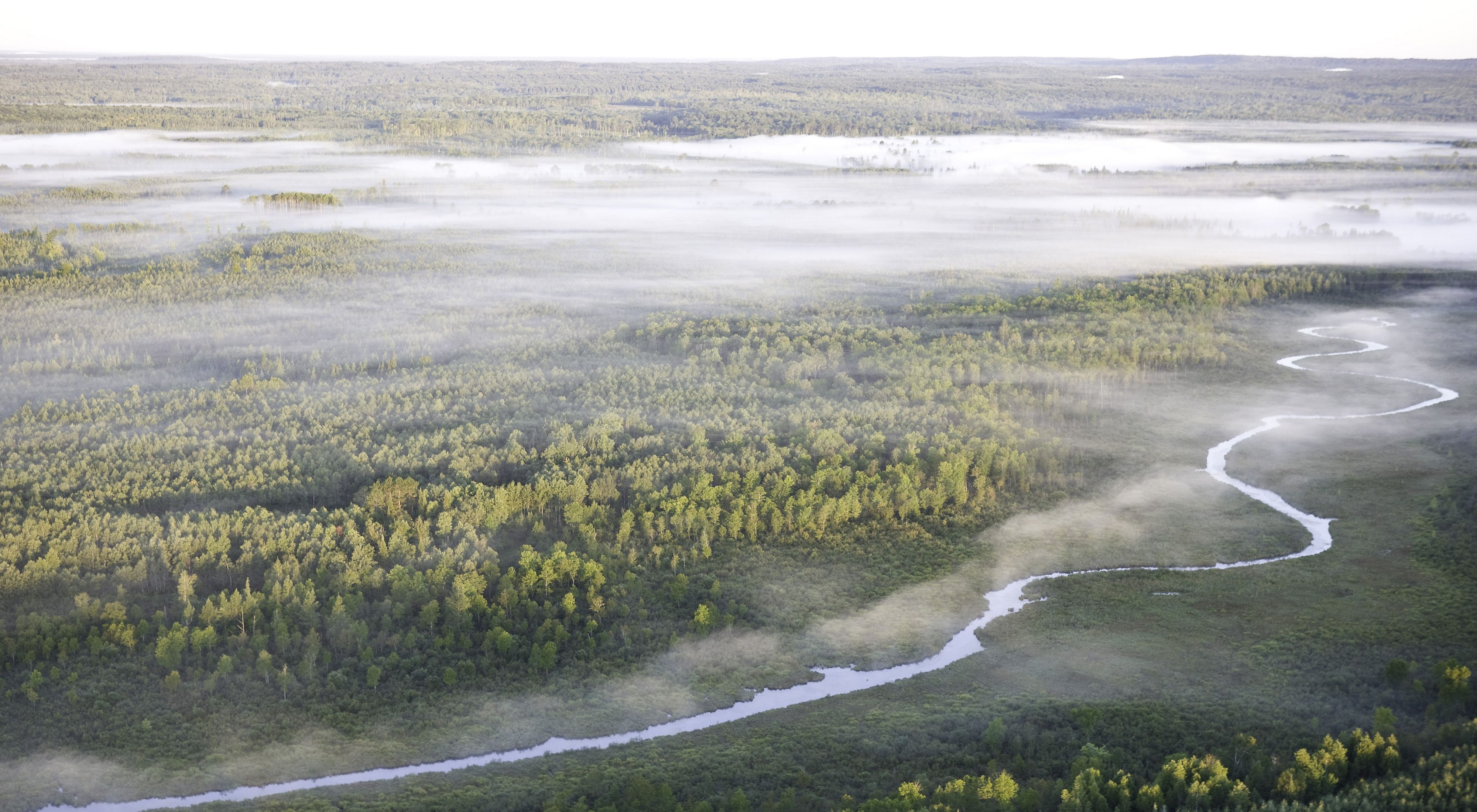Aerial view of a large expanse of trees and a river, partially covered by fog. 