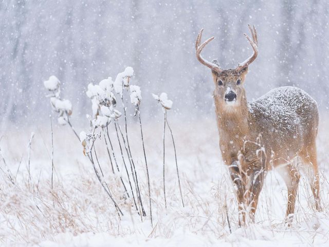 A white-tailed deer buck in the snow.