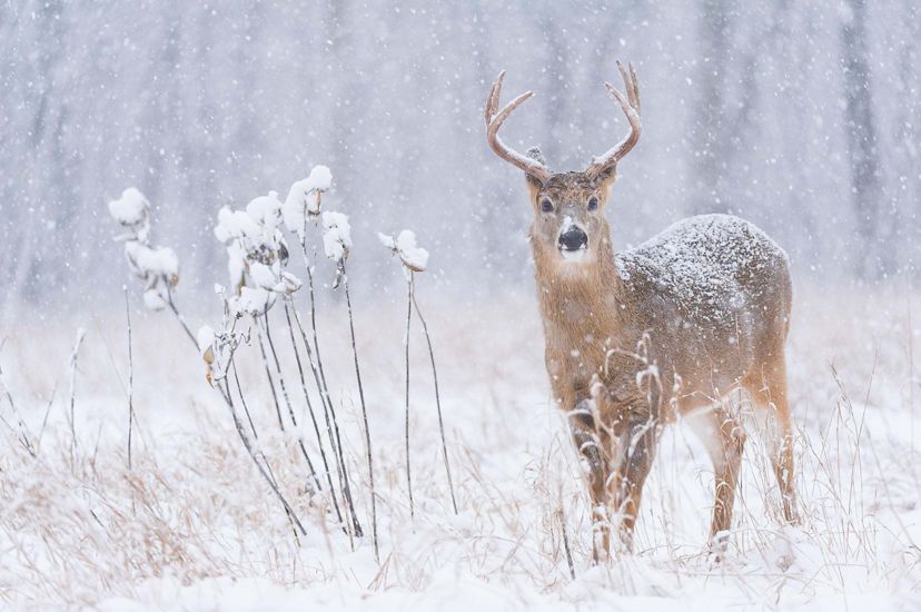 A white-tailed deer buck in the snow.