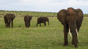 four elephants stand in a line