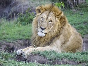 close up photo of an adult male lion