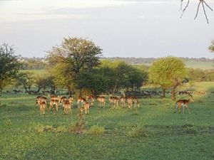 small herd of gazelles in an open field