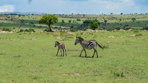 Two zebras walking in an open field