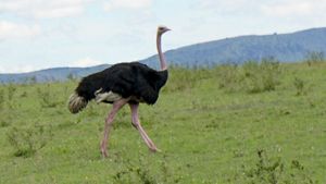 an adult ostrich walks in an open field
