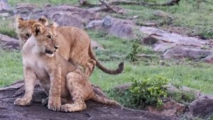 two lion cubs sitting on a rock