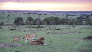 a male, female and young cub laying down in an field