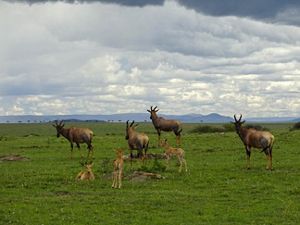 small herd of topis antelopes in a field