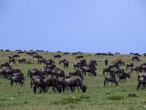 Wildebeest grazing in a field