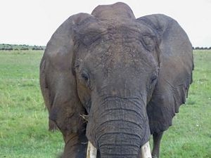 close up view of an elephant's head