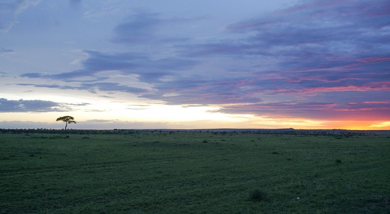 sunset over a field with a single tree