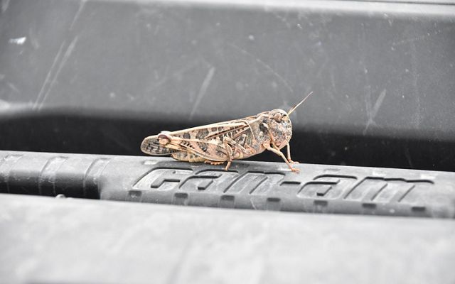 A close-up image of a grasshopper on the hood of a UTV.