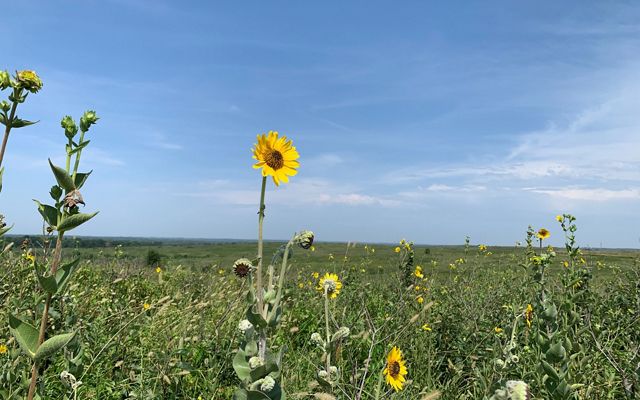 Flowering yellow native plants in an open prairie field.