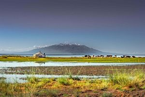 a yurt and cattle in a wetland with a volcano in the background.