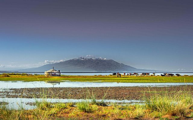 a yurt and cattle in a wetland with a volcano in the background.
