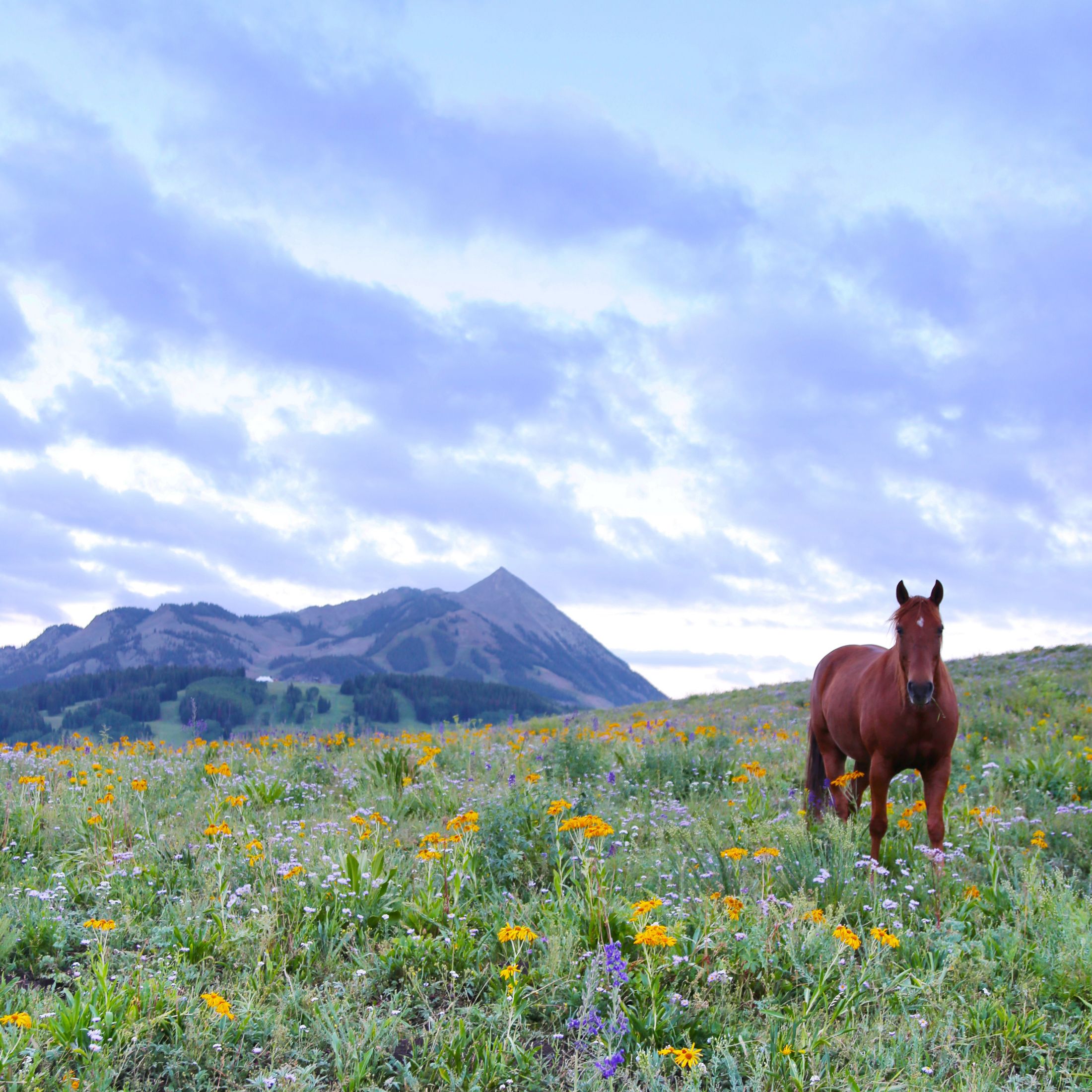 A horse walking on grass with wildflowers and blue mountains in the distance.