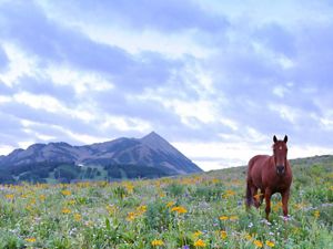 A horse walking through a grass field with wildflowers and blue mountains in the background.