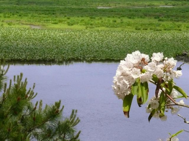 Maurice River Bluffs