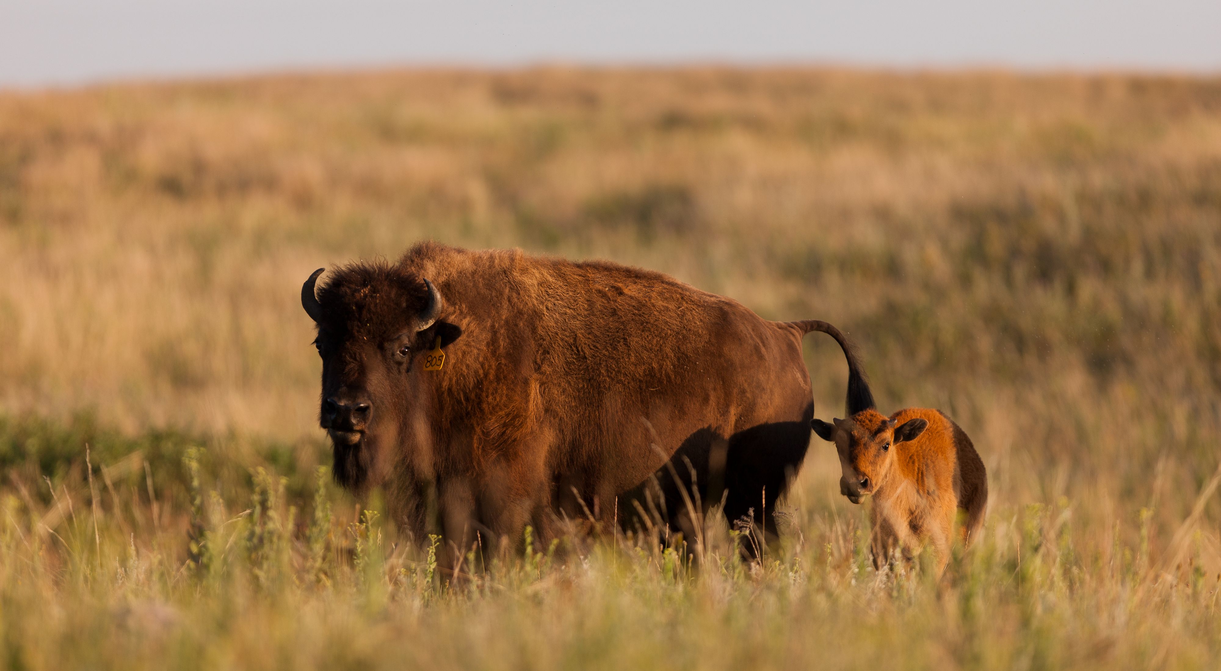A bison calf with its mother at Cross Ranch preserve in North Dakota.