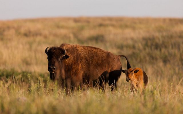 Adult female bison with a young calf.