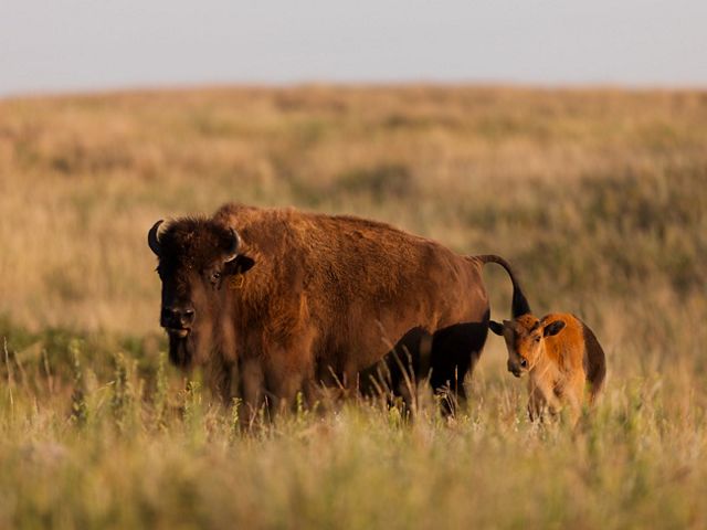 A bison calf with its mother at Cross Ranch preserve in North Dakota.