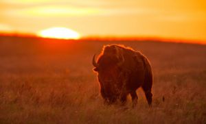 A bison stands in a grassland at sunset.