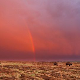 Bison at Cross Ranch under rainbow and cotton candy sky.