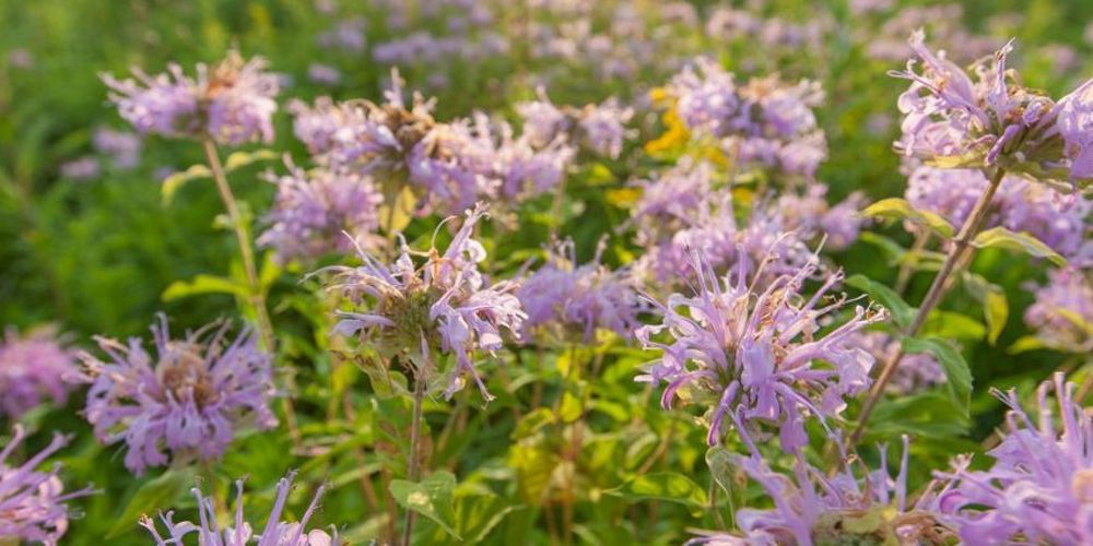 Close up of purple flowers blooming.