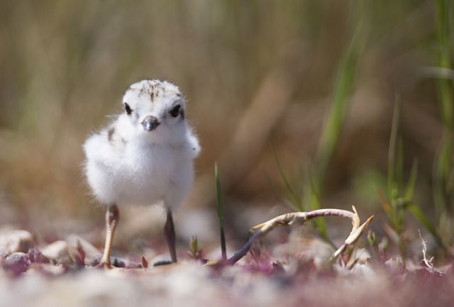 John E. Williams Preserve | The Nature Conservancy in ND