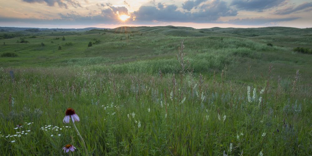 Field of flowers under a sunset.