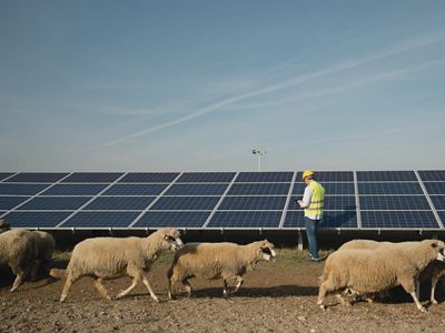 A flock of sheep walk in front of solar panels and a worker in a yellow jacket holding a tablet.