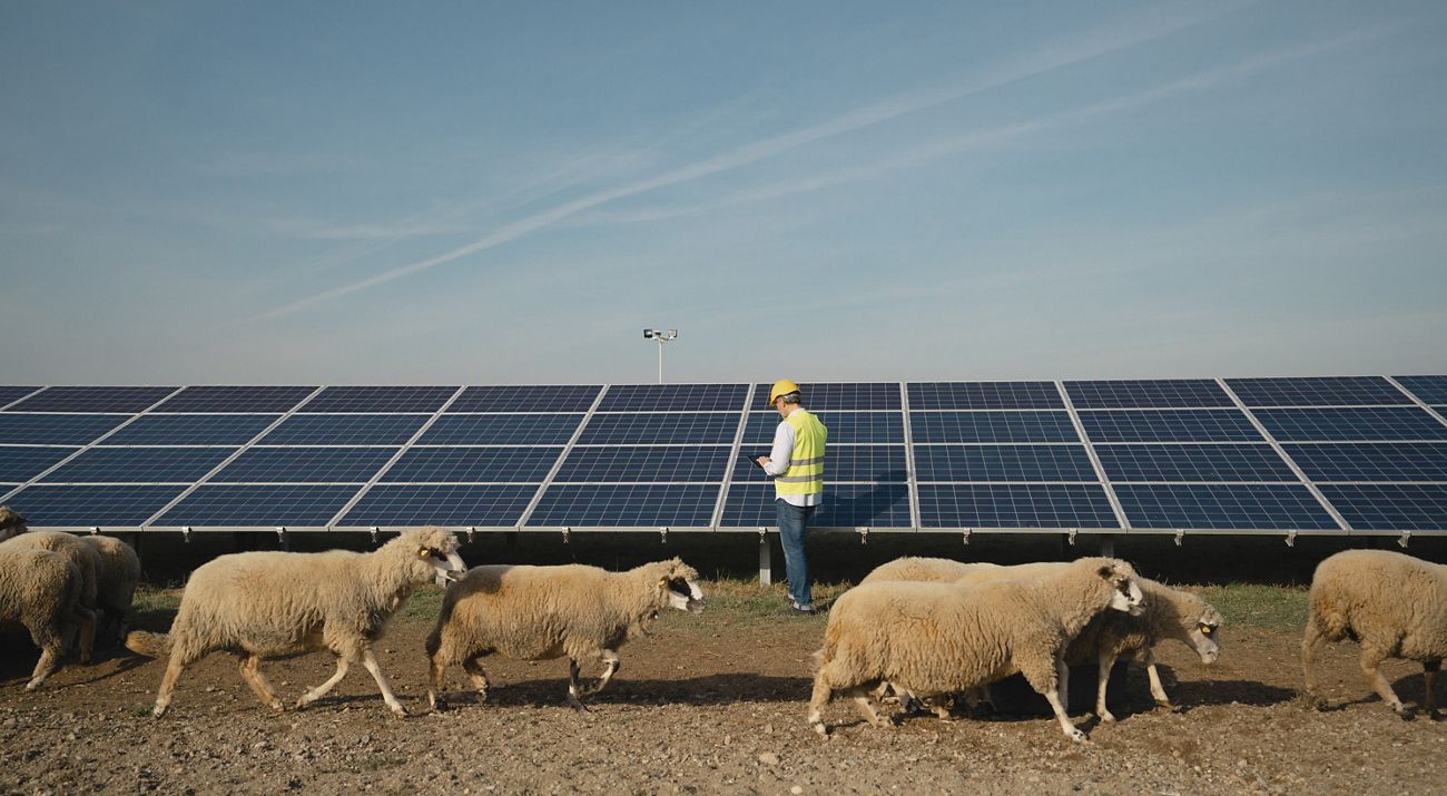 A flock of sheep walk in front of solar panels and a worker in a yellow jacket holding a tablet.