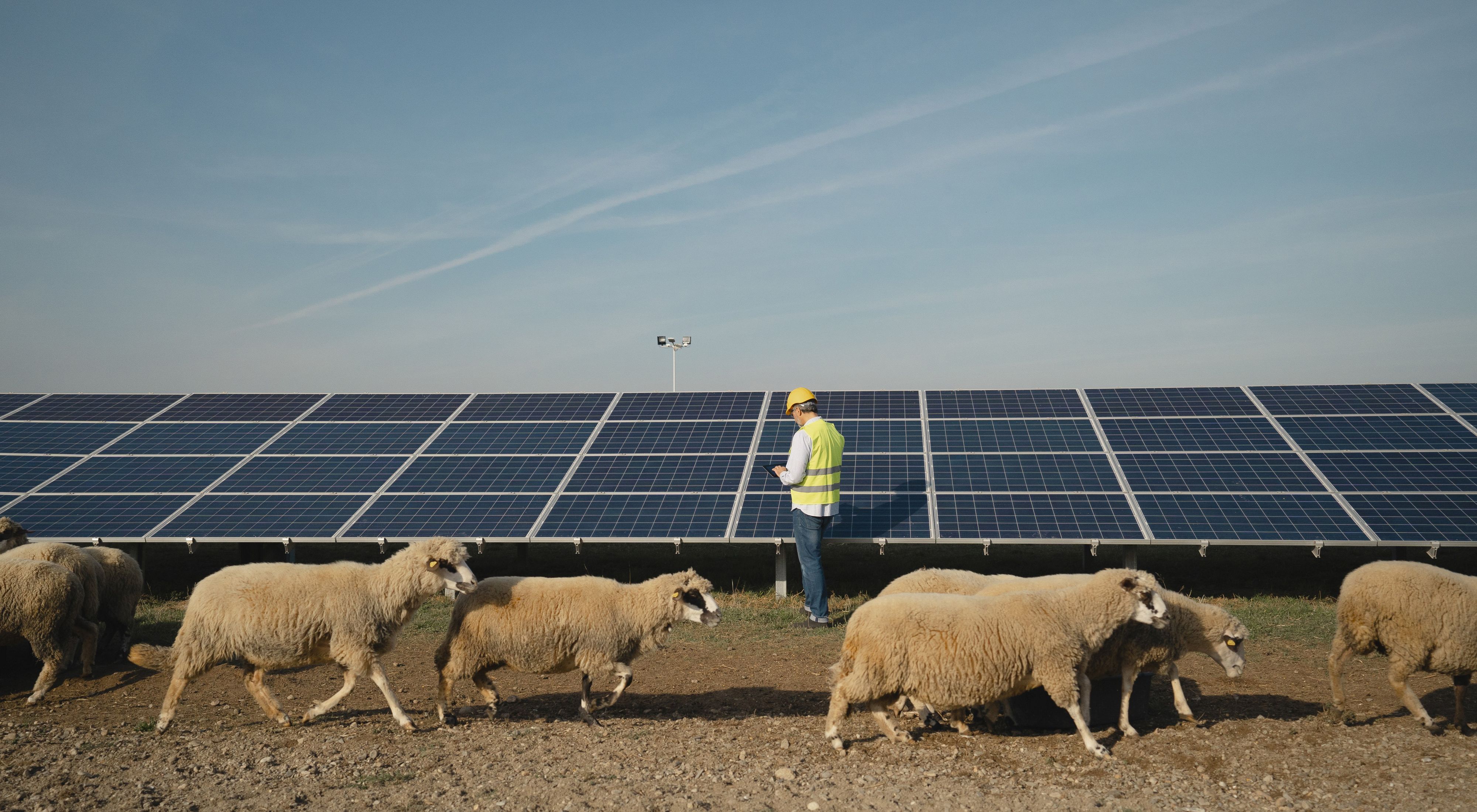 A flock of sheep walk in front of solar panels and a worker in a yellow jacket holding a tablet.