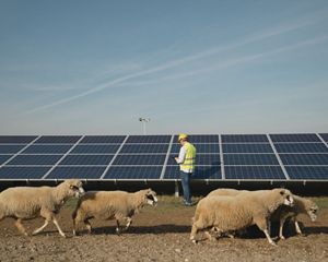 A flock of sheep walk in front of solar panels and a worker in a yellow jacket holding a tablet.
