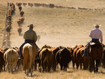 Two cowboys ride as they move a herd of cattle across the Matador Ranch grassbank.