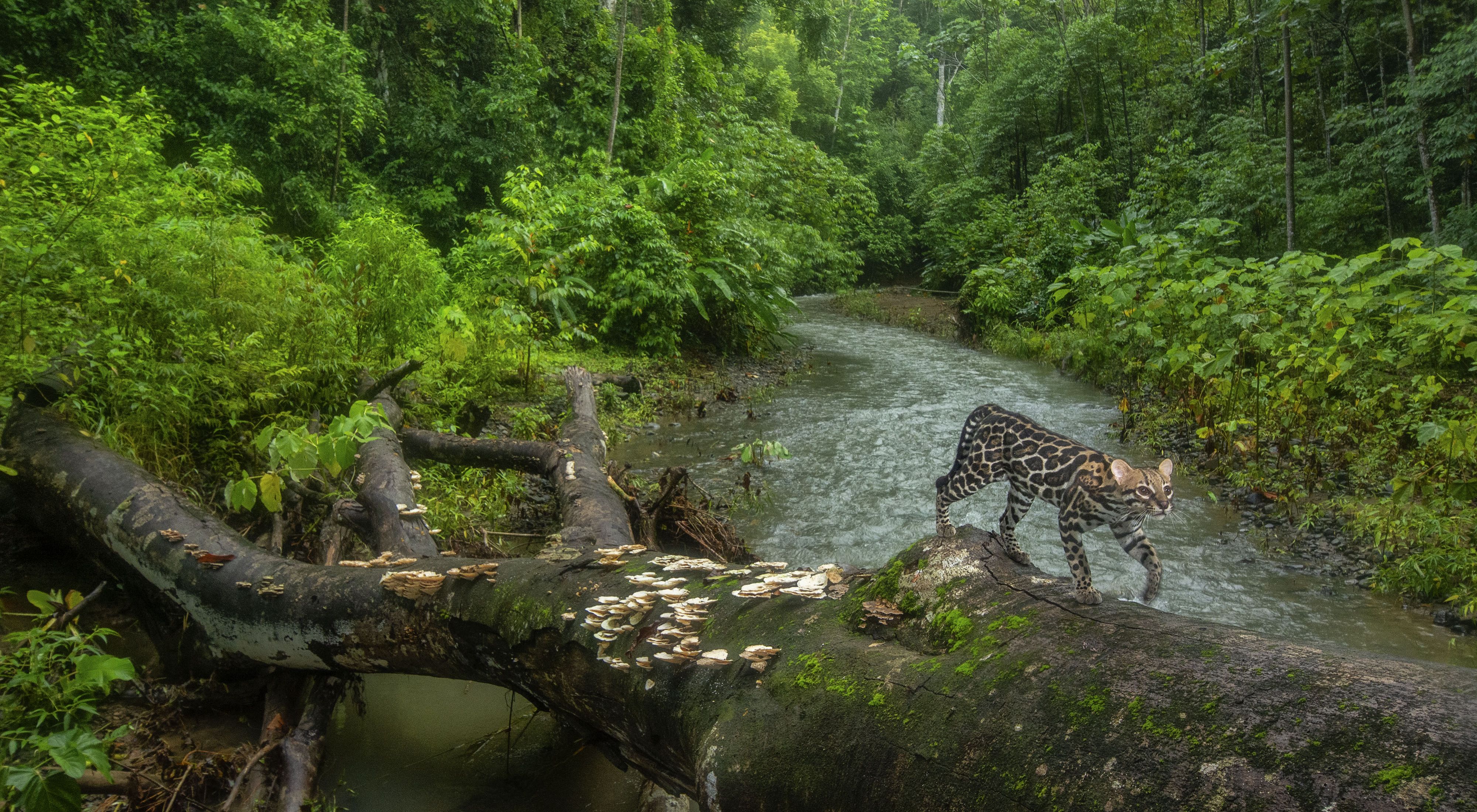 An ocelot uses a fallen tree to cross a creek in a forest