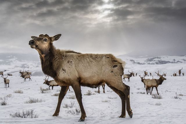 A herd of elk stands in a snowy landscape.