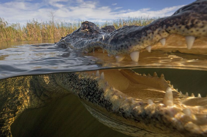 A closeup of an alligator floating in the water with its mouth open.