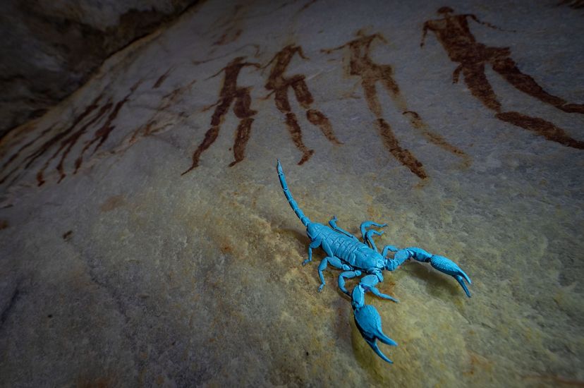 A bright blue scorpion scurries across a rock