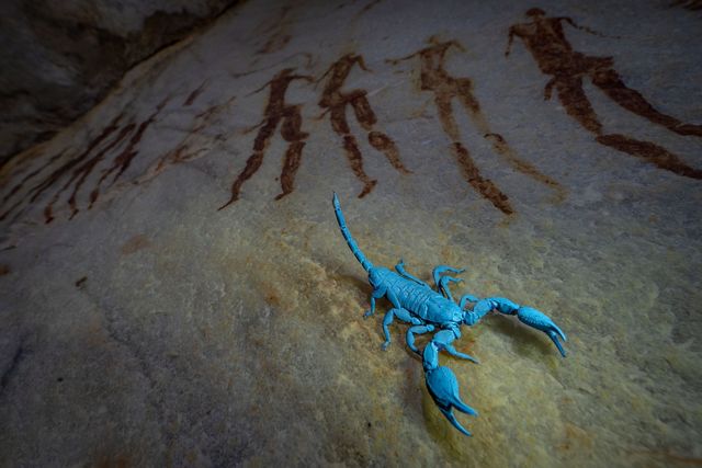 A bright blue scorpion scurries across a rock