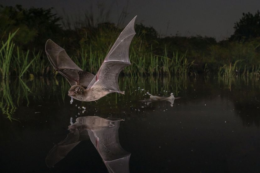 a bat flies just over the surface of water at night.