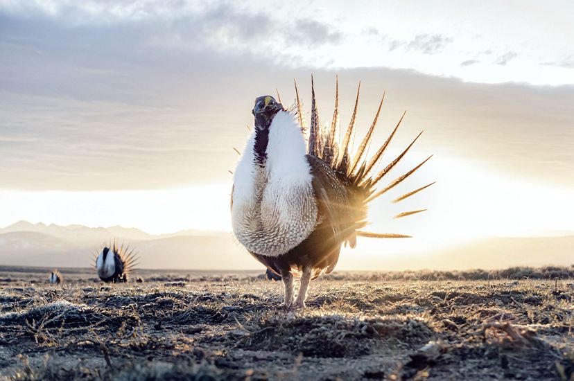 the sun rises behind a sage-grouse performing a mating ritual.