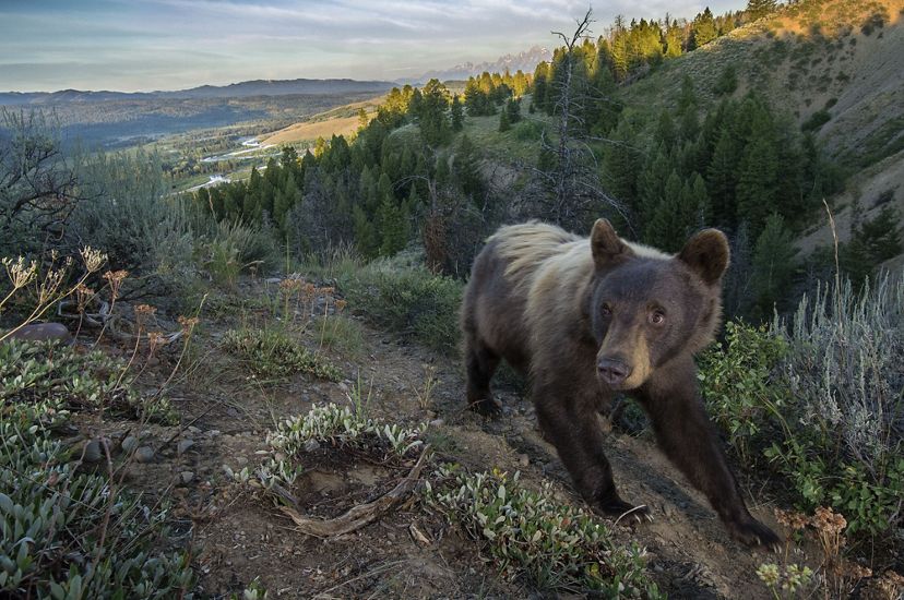 a black bear follows a trail in the mountains.