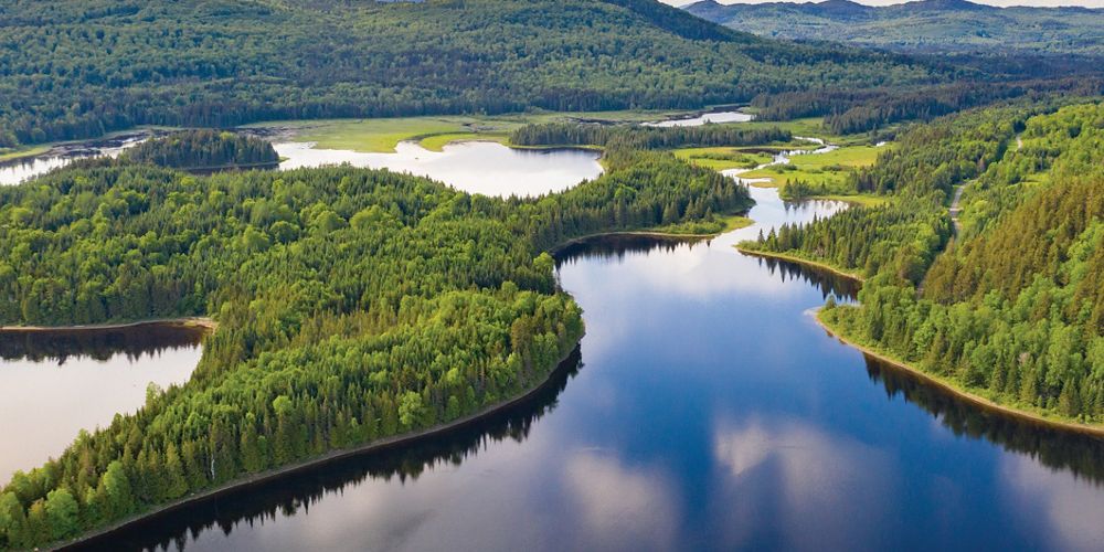 Aerial view of snaking rivers winding and branching through dense green forests.