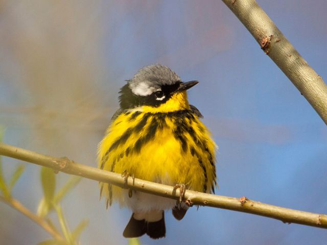 A magnolia warbler, a small songbird with a bright yellow body and a gray and black head, perches on a branch.