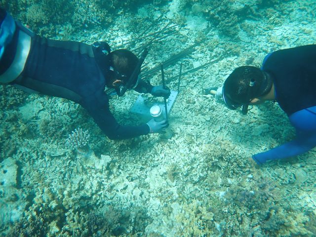 Underwater view of two divers placing young coral on metal rebars to test their resilience to heat stress.